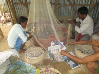 1._Distribution_of_chiken_for_economic_development